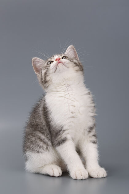 动物年轻的苏格兰条纹猫在灰色的表面肖像立场斑猫