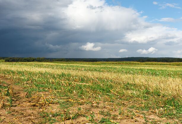 草原在乡下的一块地上种玉米玉米田农作物草地