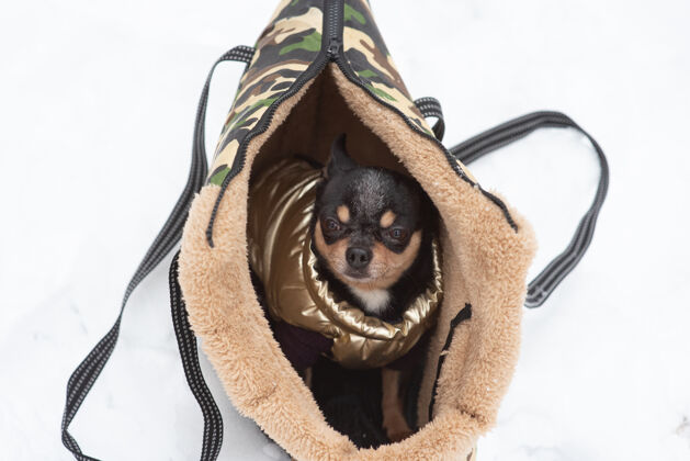 户外吉娃娃狗在一个袋子里冬天吉娃娃放在狗的提包里冬天吉娃娃穿着衣服小狗服装吉娃娃