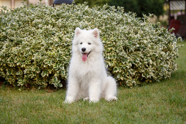 狗白色小狗萨莫耶德哈士奇坐在绿色的草坪上小狗花园同伴