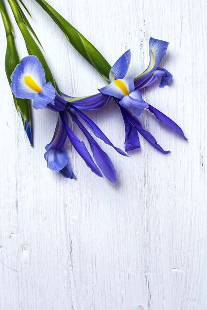 百合一束蓝色百合花日耳曼语虹膜扁平躺下自然装饰花卉