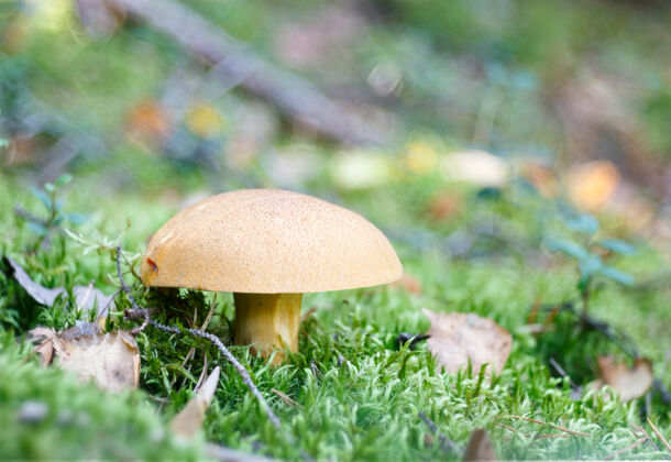 新鲜蘑菇橙帽牛肝菌在苔藓上原料牛肝菌真菌