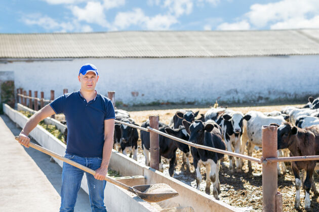 农场农夫在农场里和奶牛一起干活谷仓牛肉牲畜