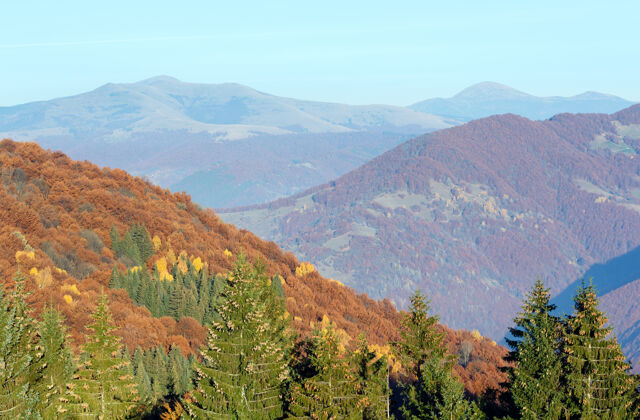 圆锥体秋天雾蒙蒙的山景 山坡上有五颜六色的树木 前面有圆锥形的冷杉树景色阿尔卑斯山秋天