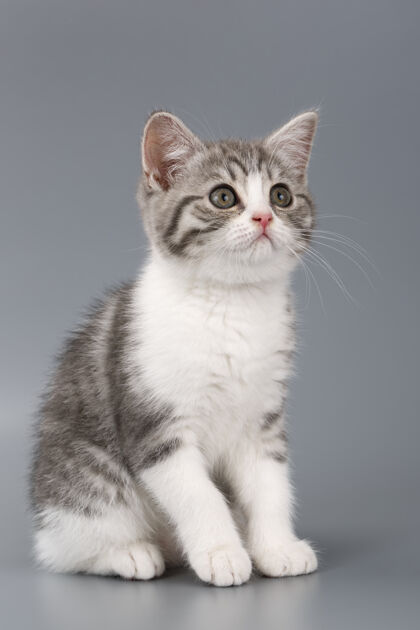 游戏年轻的苏格兰条纹猫在灰色的表面苏格兰毛皮小
