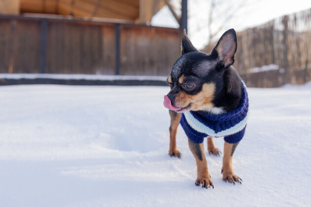狗奇瓦瓦在花园里散步雪吉娃娃穿着冬天的衣服在雪上狗家养纯种