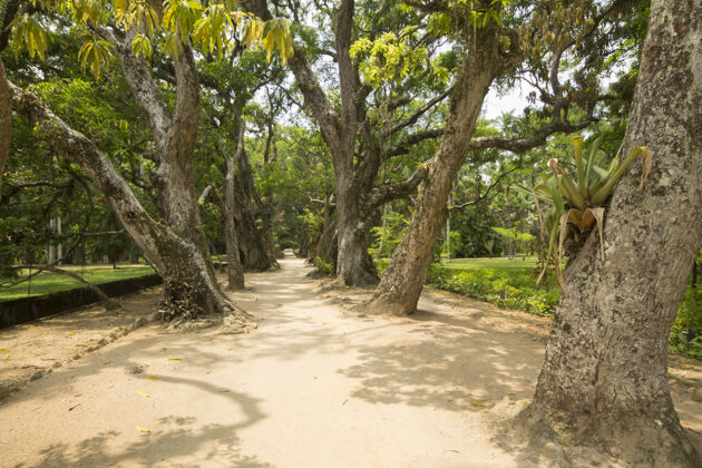 散步巴西里约热内卢植物园里树间的小路无人树枝小径