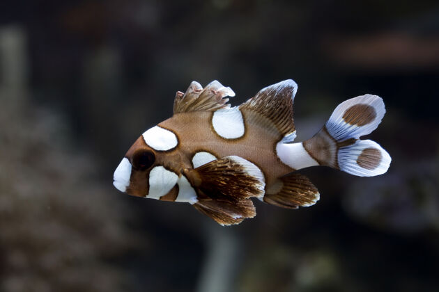 水海底和珊瑚礁上美丽的棕色鱼水下珊瑚水族馆
