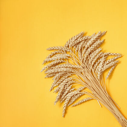有机一捆成熟的金色麦穗收起来植物农业成熟