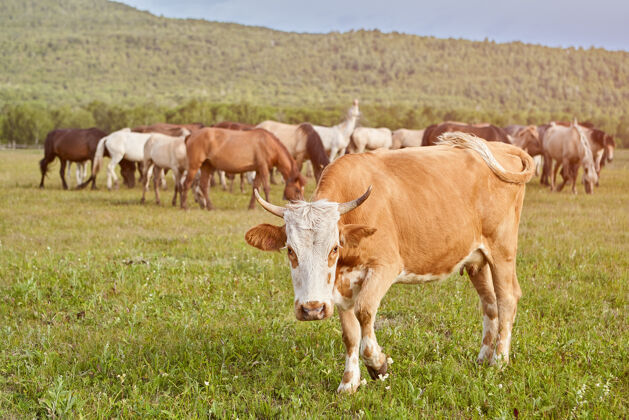 生态在阳光明媚的夏日 姜母牛在马群对面的草地上吃草牧场牛马