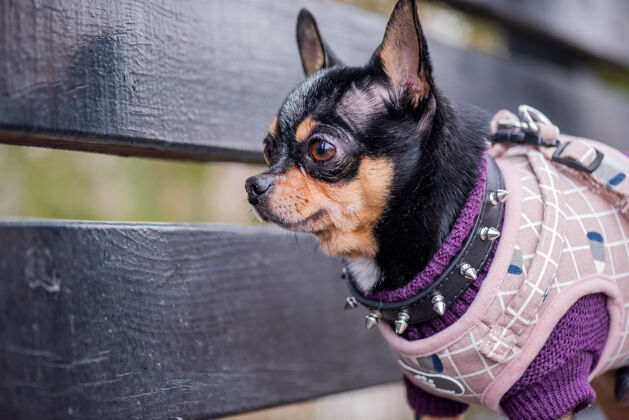 户外宠物狗吉娃娃在街上散步吉娃娃街一只狗遛狗秋天在公园散步肖像小美丽