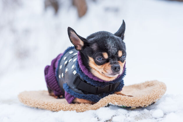 可爱寒风中的小狗夹克冬天吉娃娃穿着冬天的衣服在雪上漂亮乐趣自然