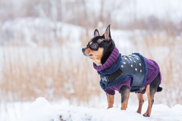 宠物寒风中的小狗夹克冬天吉娃娃穿着冬天的衣服在雪上自然哺乳动物夹克