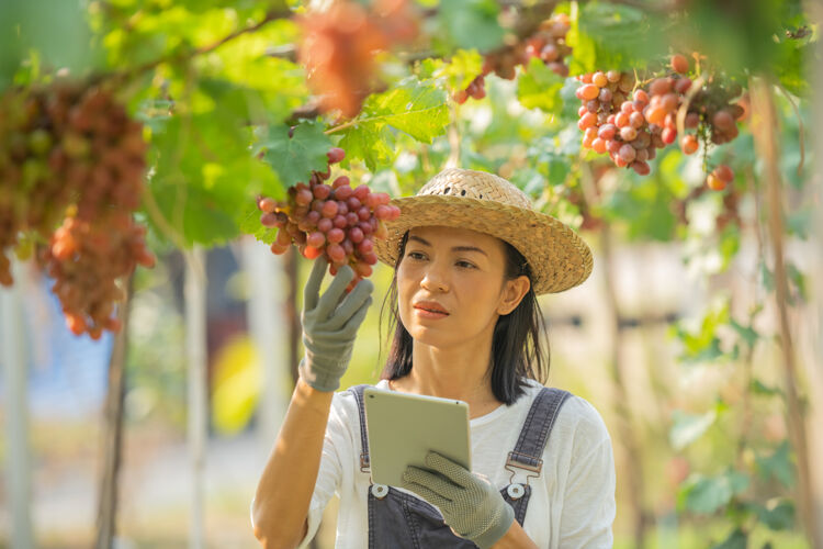 亚洲红葡萄农场女人穿着工作服 戴着农场的草帽平板电脑葡萄绿色