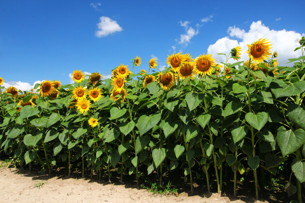 开花向日葵种植园特写乡村栽培田野