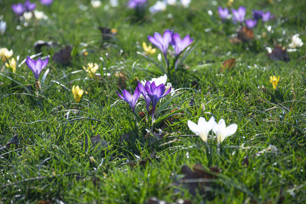 春天美丽的春天紫色 白色 黄色的番红花在绿色的草坪上风景开花花蕾