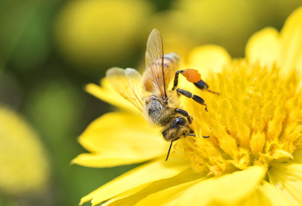 花蜜春天的雏菊花和蜜蜂收集花粉授粉动物花粉
