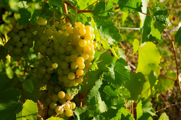 葡萄藤夏天葡萄藤上的一束绿葡萄农业酒庄葡萄