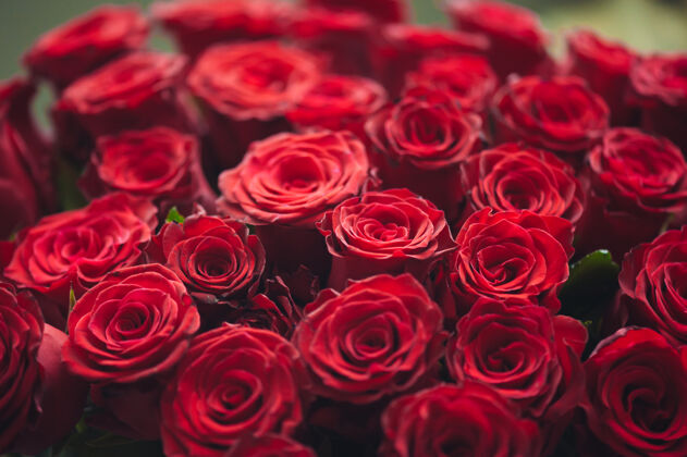 女人一束一百朵红玫瑰庆祝订婚或婚礼礼物鲜红玫瑰