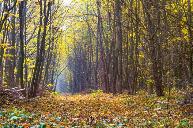 季节秋天的森林里有一条路在树中间叶明亮木