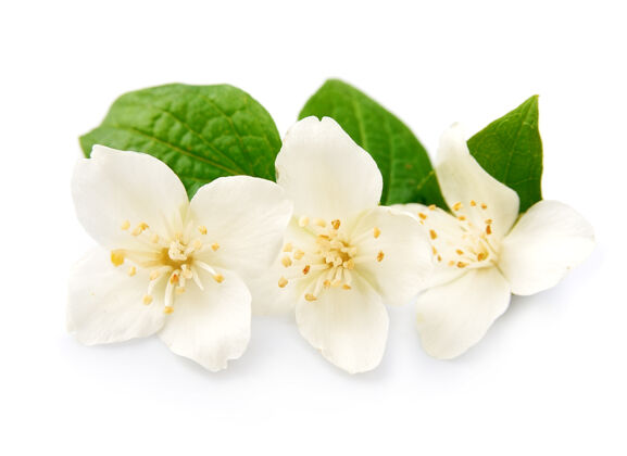花洁白的茉莉花隔离在白色的花朵上花束叶子植物学