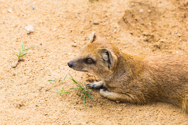 猎人有趣的黄色小猫鼬站在沙质粘土上动物园动物的概念动物性格快乐