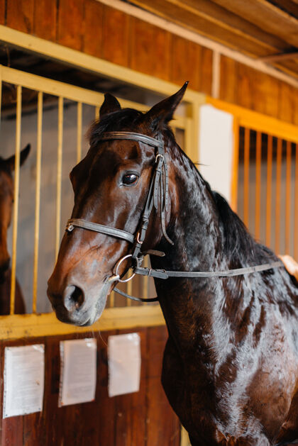 门纯种种马在牧场的马厩里特写畜牧业和纯种马的饲养板栗子马术