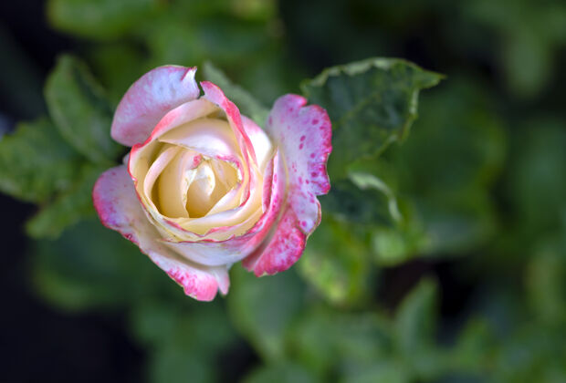 象征下午花园里的玫瑰特写开花特写自然