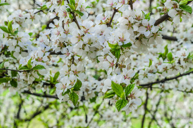 叶子春天开花的中国樱桃白色特写茎水果自然