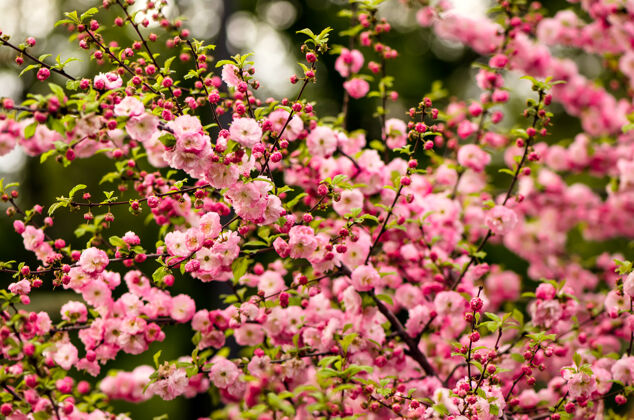 花樱花盛开春天的杏树丛中开着美丽的粉红色花朵樱花花颜色