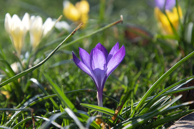 叶美丽的春天紫色 白色 黄色的番红花在绿色的草坪上花园花瓣开花