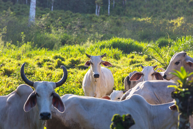 人群泽布牛在哥斯达黎加的一个农场哺乳动物乡村丛林
