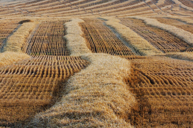 美丽麦田 近距离拍摄成熟的麦穗自然生长新鲜食物牧场