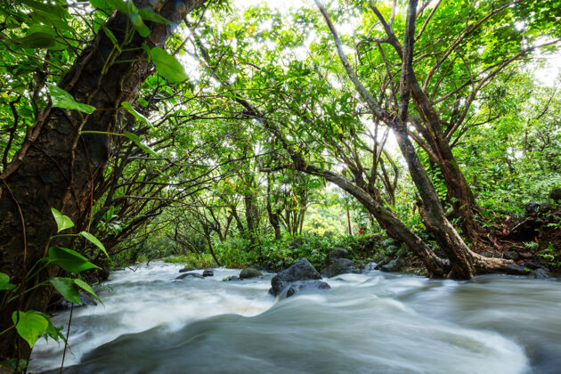 室外美丽的溪水在雨林中流淌哥斯达黎加 中美洲小溪树哥斯达黎加