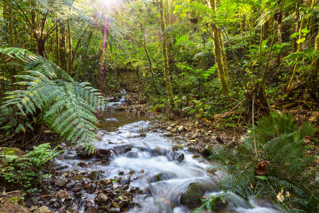 荒野美丽的溪水在雨林中流淌哥斯达黎加 中美洲室外雨林丛林