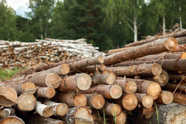 细节树木的树干被砍下来堆放在前景 绿色的森林圆林业能源