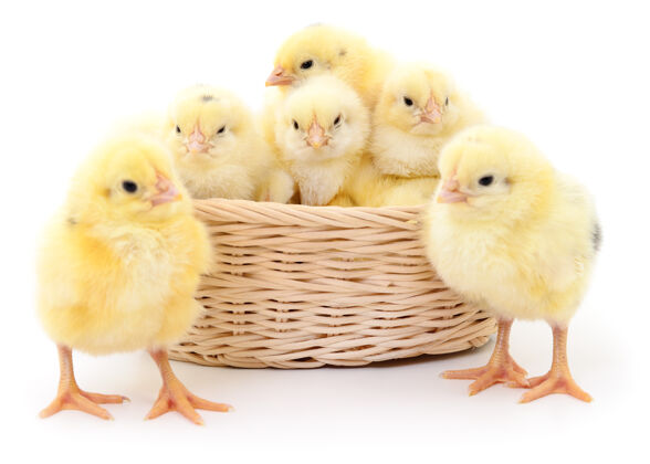 新生儿鸡窝里的鸡篮子隔离的穿白色衣服动物农业蓬松