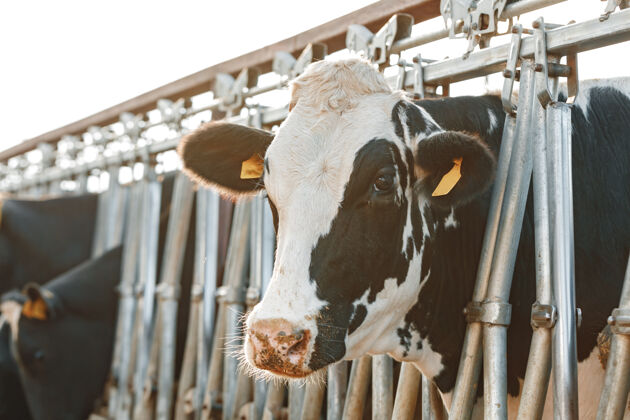 角成年奶牛站在农场的摊位上牛奶斑点哺乳动物