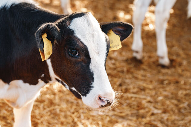 摊位小牛犊在农场的一个摊位上牛肉牧场农业