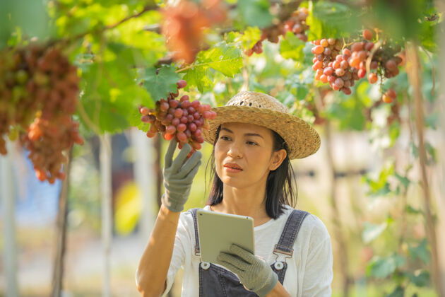 亚洲红葡萄农场女人穿着工作服 戴着农场的草帽平板电脑葡萄绿色