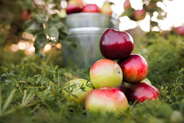 没有人满满一桶成熟的苹果 在夕阳的余晖中 在花园的草地上美味天收获