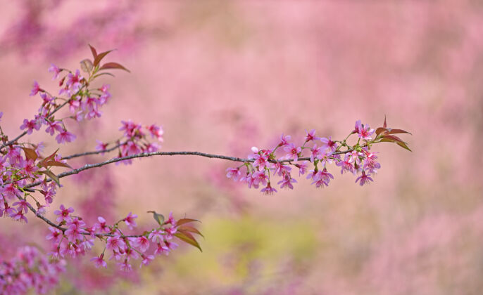 叶子春天樱花盛开树无人季节