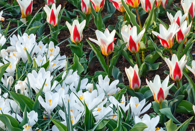 草地美丽的白番红花和白红色郁金香（宏）在春天的时候花坛春天花