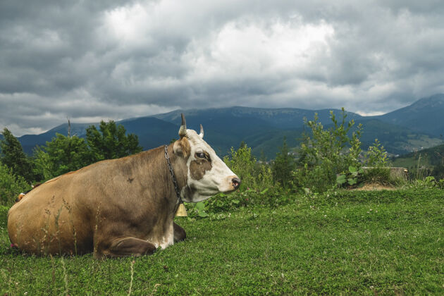 草地母牛躺在高山上的高山草甸上阿尔卑斯山放牧动物