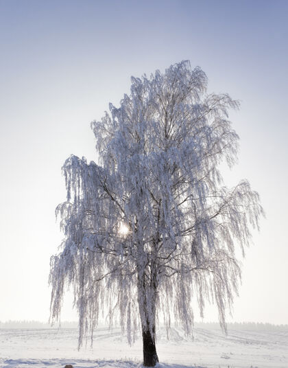 黄昏光秃秃的白桦树在冬天 树枝完全被雪覆盖 霜冻过后 一棵树景色之后白霜