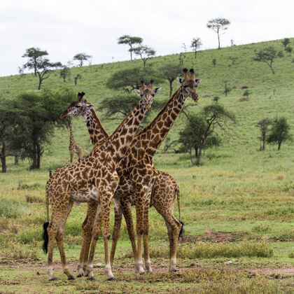 牛群长颈鹿群 塞伦盖蒂 坦桑尼亚 非洲野生动物园脊椎动物长颈鹿