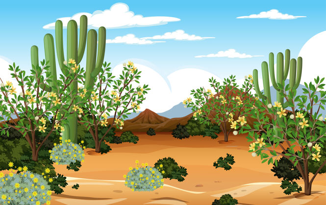 光沙漠森林景观在白天的场景与许多仙人掌干旱森林岩石