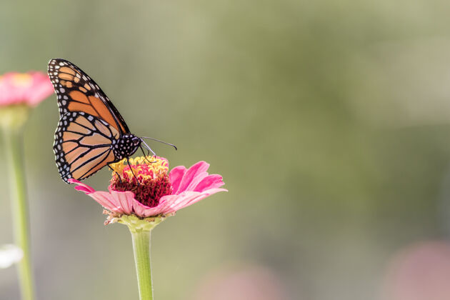 花园一只美丽的蝴蝶坐在花上的特写镜头粉红花野生动物叶