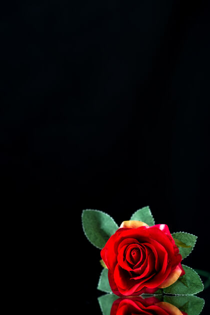 玫瑰黑底红玫瑰正面图花瓣葬礼死亡
