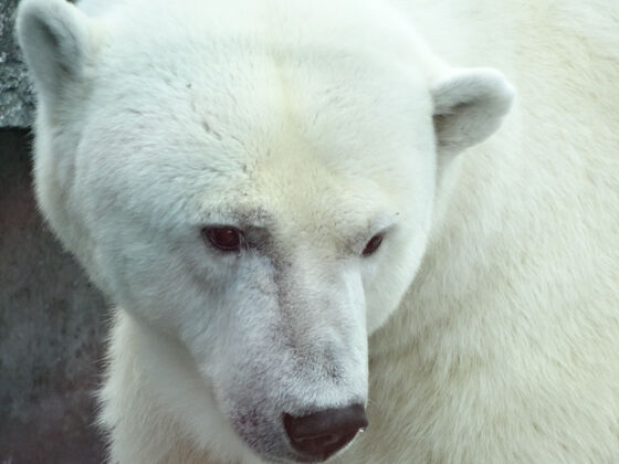 冰一只北极熊的特写镜头颜色水下野生